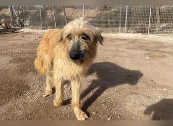 Wakame, wunderbare Dame ihrer Rasse, Gos d Atura /Briard Mix