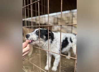 Matróz LM – schüchterner, aber verspielter Jungspund sucht liebevolles Zuhause