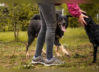MEMO - der noch etwas schüchterne, aber zugängliche Rüde sucht eine hundeerfahrene Familie