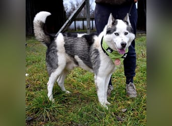 Oktavius ist ein toller Hundemann