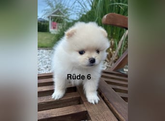 Süße Pomeranian Zwerkspitz Welpen 