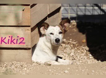 Kiki2 geb. 05/2020 (GRC) - selbstbewusste, kleine Hündin!