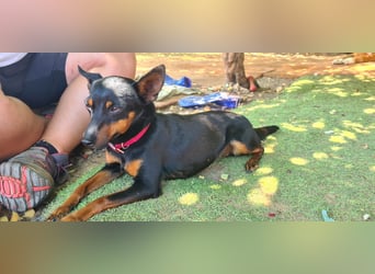 Coqueta, eine süße Pinscher Dame