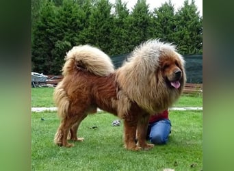 Do khyi Tibetischer Mastiff