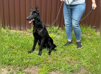 Lupin VI– Ein kluger Herzenshund sucht sein Für-immer-Zuhause