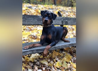 Miro - Deutscher Pinscher Rüde, 7 Jahre