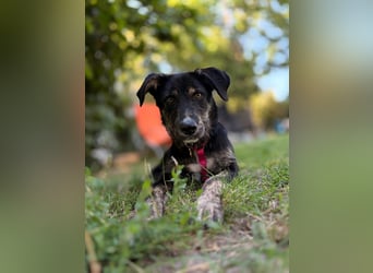 Hundedame BENI auf PS in 76829 Landau