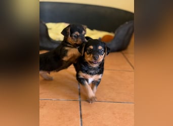 Filou, Pippa, Jenny, Bobby und Flora