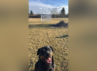 Katniss Rottweiler 8 Jahre alt