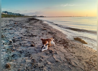 Jack Russel Terrier