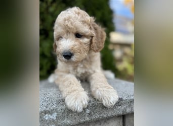 GoldenDoodle Welpen 