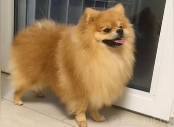 Pomeranian Kleinspitz Welpen