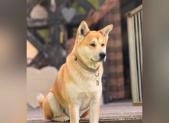 Zuckersüße Labrakita Welpen suchen ihr neues Zuhause!