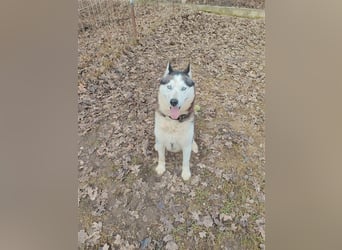 Mochikan Husky Rüde ca. 3,5 Jahre alt z.Zt. in Ungarn