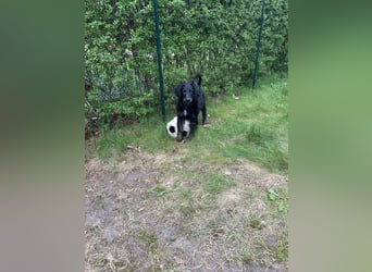 Aussiedoodle Welpe Bella * weiblich * 13 Wochen * gechipt, geimpft, entwurmt