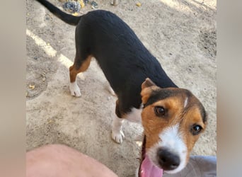 Ricky sucht geduldige Kuschelpartner