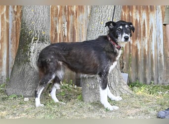 Hetti SI – Hundeomi sucht Gnadenplatz