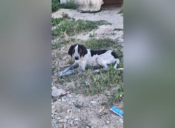 Ludwig sucht sein Körbchen