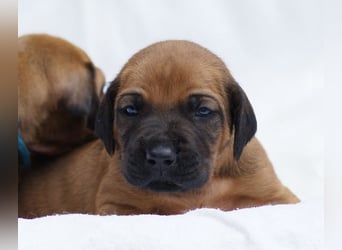 wunderschöne Rhodesian Ridgeback Welpen ! ! ! absolut vitale und einwandfreie kleine Engel