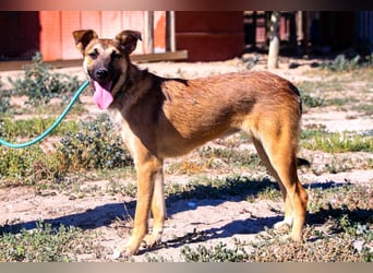 Cindy, Mix Schäferhund / Malinois, lieb und sozial