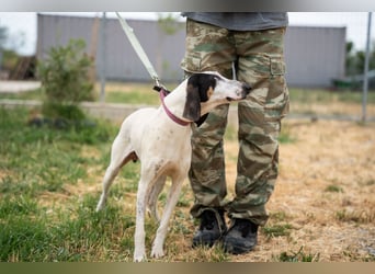 Mila - sanftes Jagdhundherz sucht sportliches Zuhause
