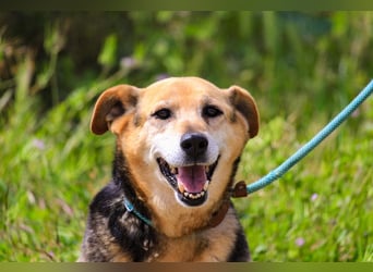 Hazel, Schäferhund-Mix, lieb und sozial