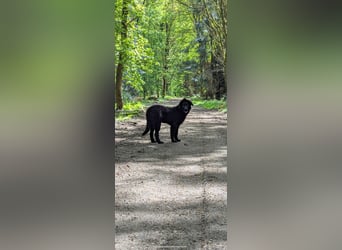 Hofhund Herdenschutzhund