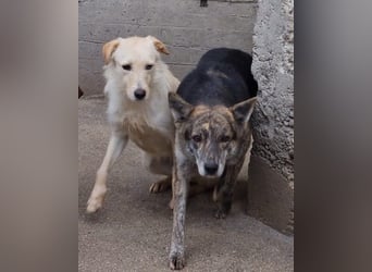 Nala wünscht sich ein Zuhause
