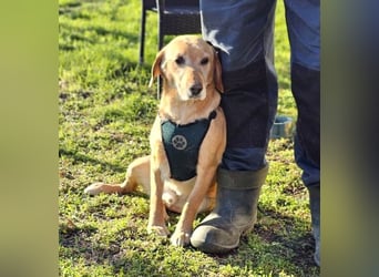 Asmus - eine typische Labradorseele