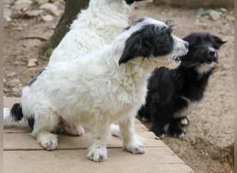 Herziger KELVIN sucht Kuschelpartner fürs Leben