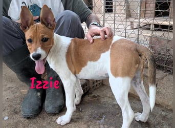 Izzie geb. 02/2025 (ESP) - aufgeschlossene, clevere Bodeguero-Mix Welpin!
