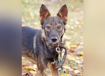 Zarter Junghund Onyx❤️sucht Pflege- oder Endstelle☘️