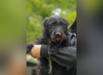 Alf LM – Fröhlicher kleiner Schatz sucht sein großes Glück