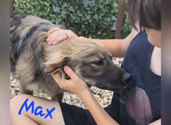 MAX - Traumhund sucht Traumzuhause