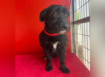 (R) kleiner Herzensbrecher KIKO - 2,5 Jahre, 30cm/8,5kg - Schnauzuer-Mix