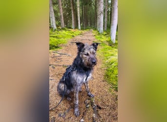 Rumänische Mischlingshündin sucht Zuhause