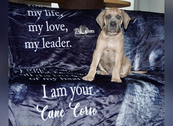 Echte reinrassige, formentino Cane Corso Welpen 