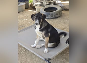 Wilma wünscht sich eine tolle Familie!