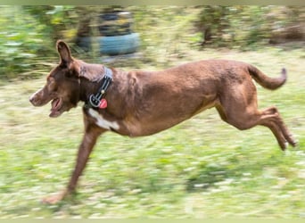 Pablo – fit trotz Handicap