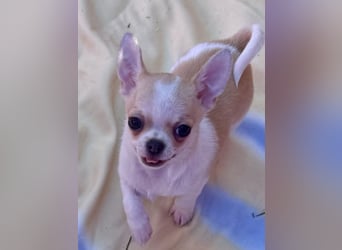 Chihuahua Rüden 9 Wochen alt mit Ahnentafel