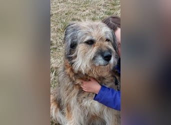 Briard Mischling abzugeben