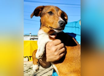 Hundekind JAX sucht seine Herzensmenschen