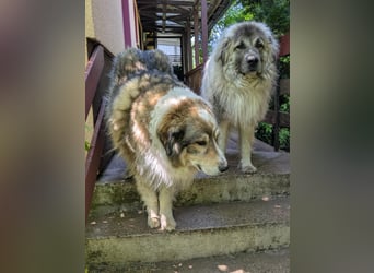 Max – Jung, klug, loyal