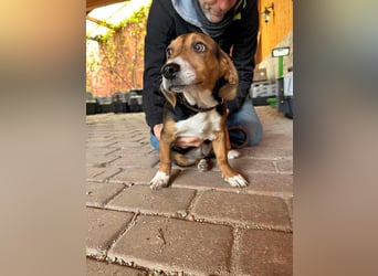 Nelly, geboren 25.12.2024, 29cm sucht ihre Menschen
