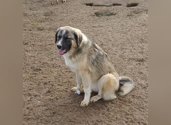 Darla- griechischer Schäferhund-Mischling