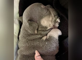 Süsse Französische Bulldoggenbabies sind da! Abgabe ca. Anf. Juli
