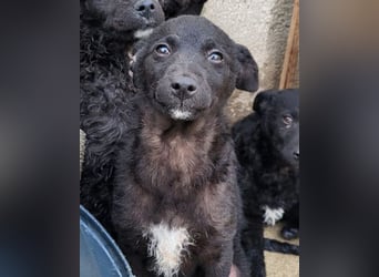 Elsie ❤️ süßes, verspieltes Hundemädl