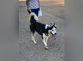 RIKU-Traumhusky gesucht?Liebenswertes ,neugieriges,freundliches Kerlchen sucht Zuhause
