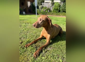Magyar Vizsla Welpen