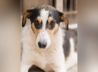Dino ❤️ aufgeweckter, lieber Traumhund